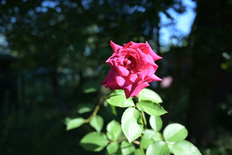 Etude_2845.JPG